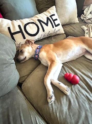 Enlarge Lucille, a ADOPTABLE mixed breed in Mechanicsburg, PA image 5/6