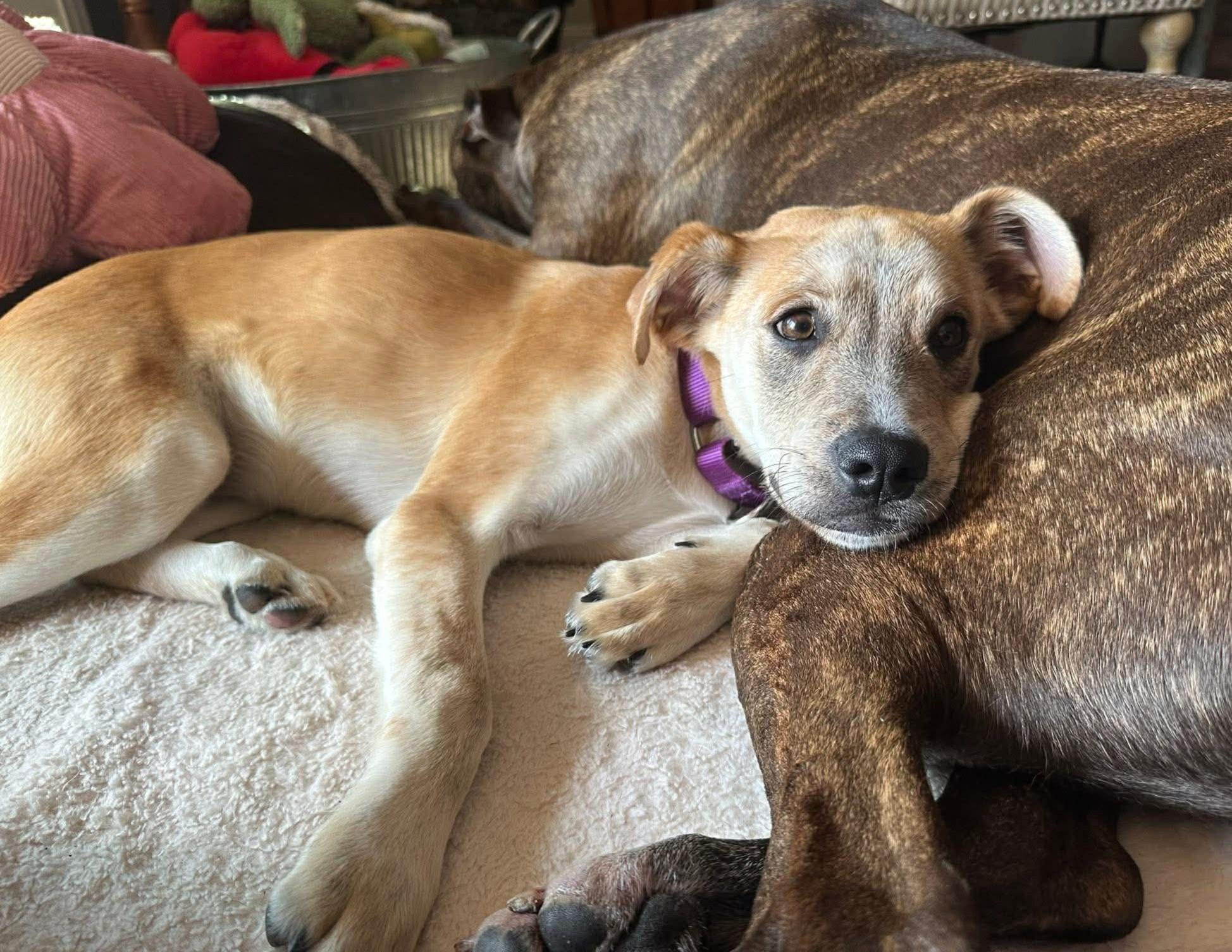 Enlarge Lucille, a ADOPTABLE mixed breed in Mechanicsburg, PA image 1/6