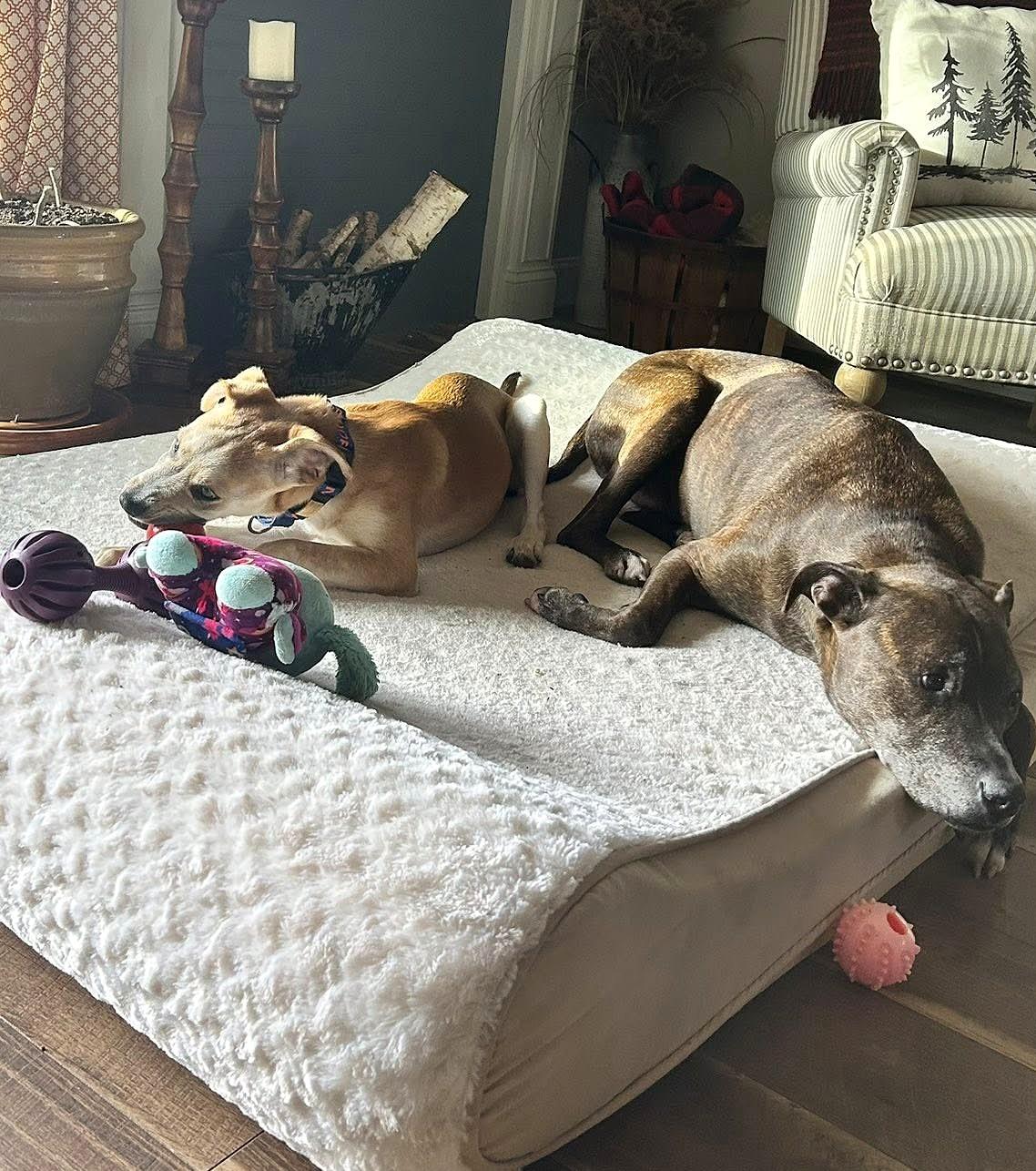 Enlarge Lucille, a ADOPTABLE mixed breed in Mechanicsburg, PA image 6/6