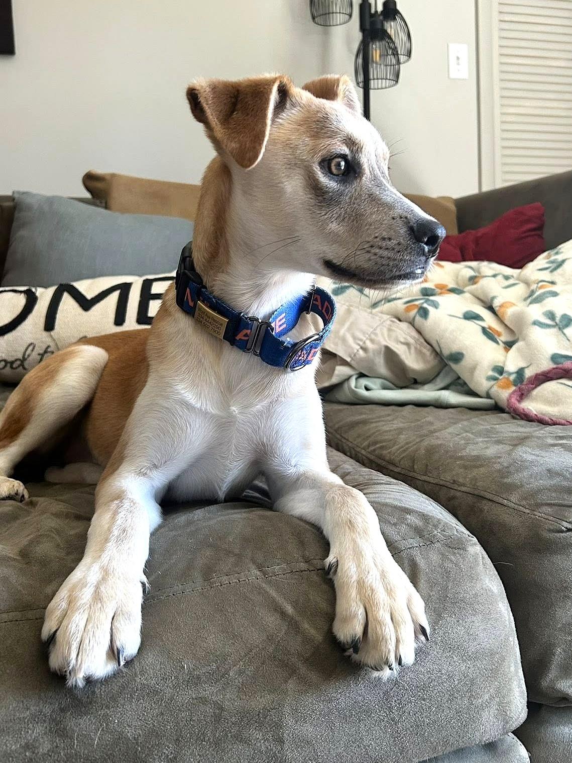 Enlarge Lucille, a ADOPTABLE mixed breed in Mechanicsburg, PA image 2/6