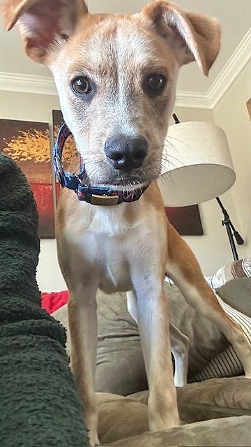 Enlarge Lucille, a ADOPTABLE mixed breed in Mechanicsburg, PA image 3/6