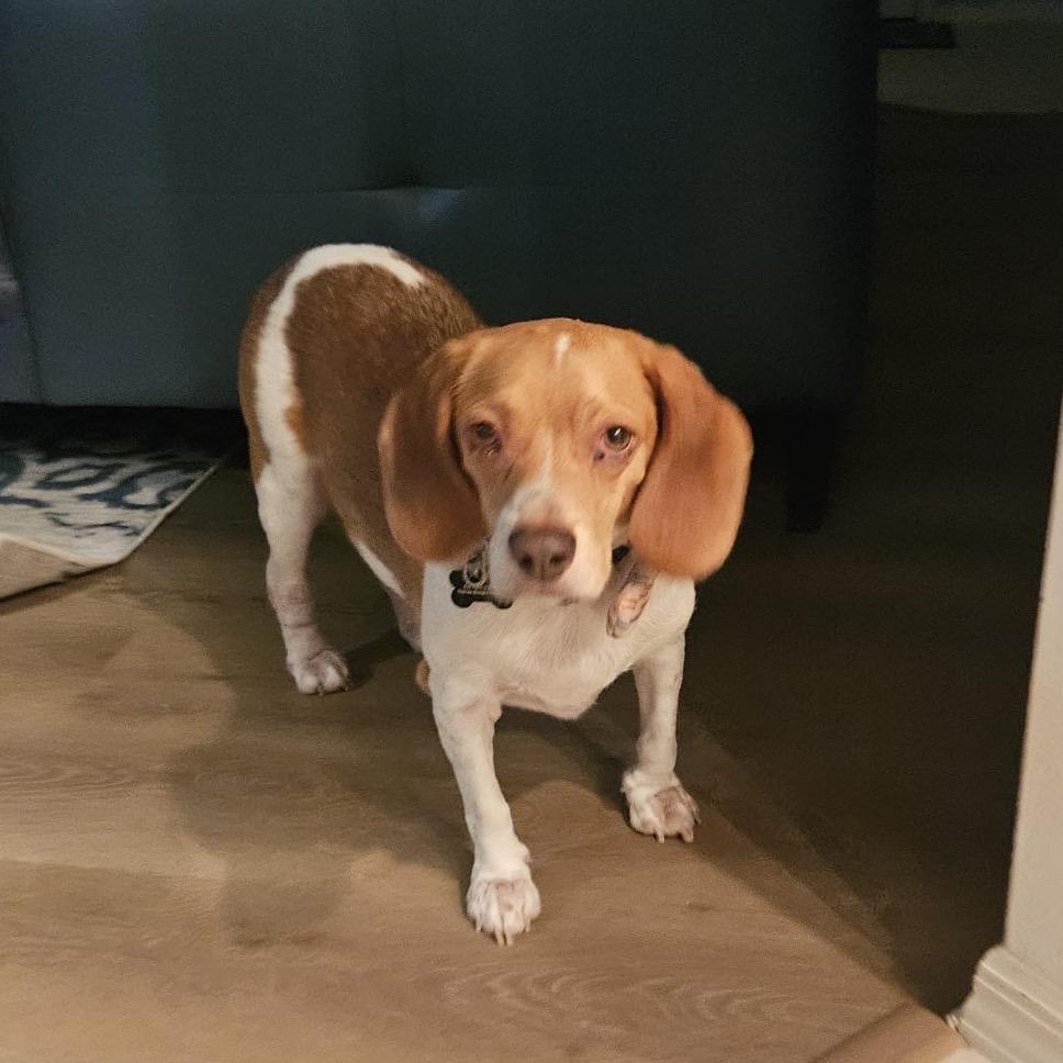 Chance, Adoptable, Senior Male Beagle.