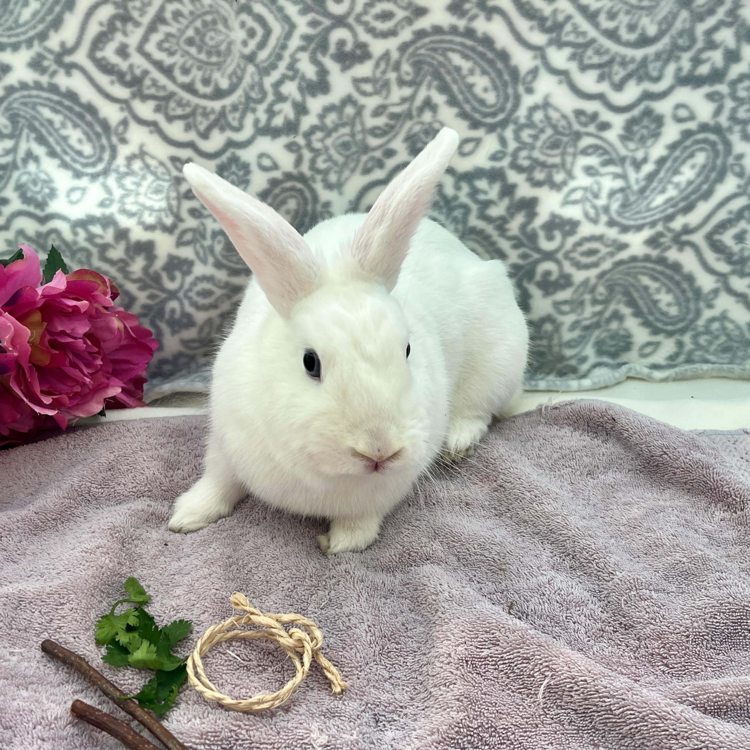 Enlarge Softy, a ADOPTABLE American in Oakland, CA image 3/5