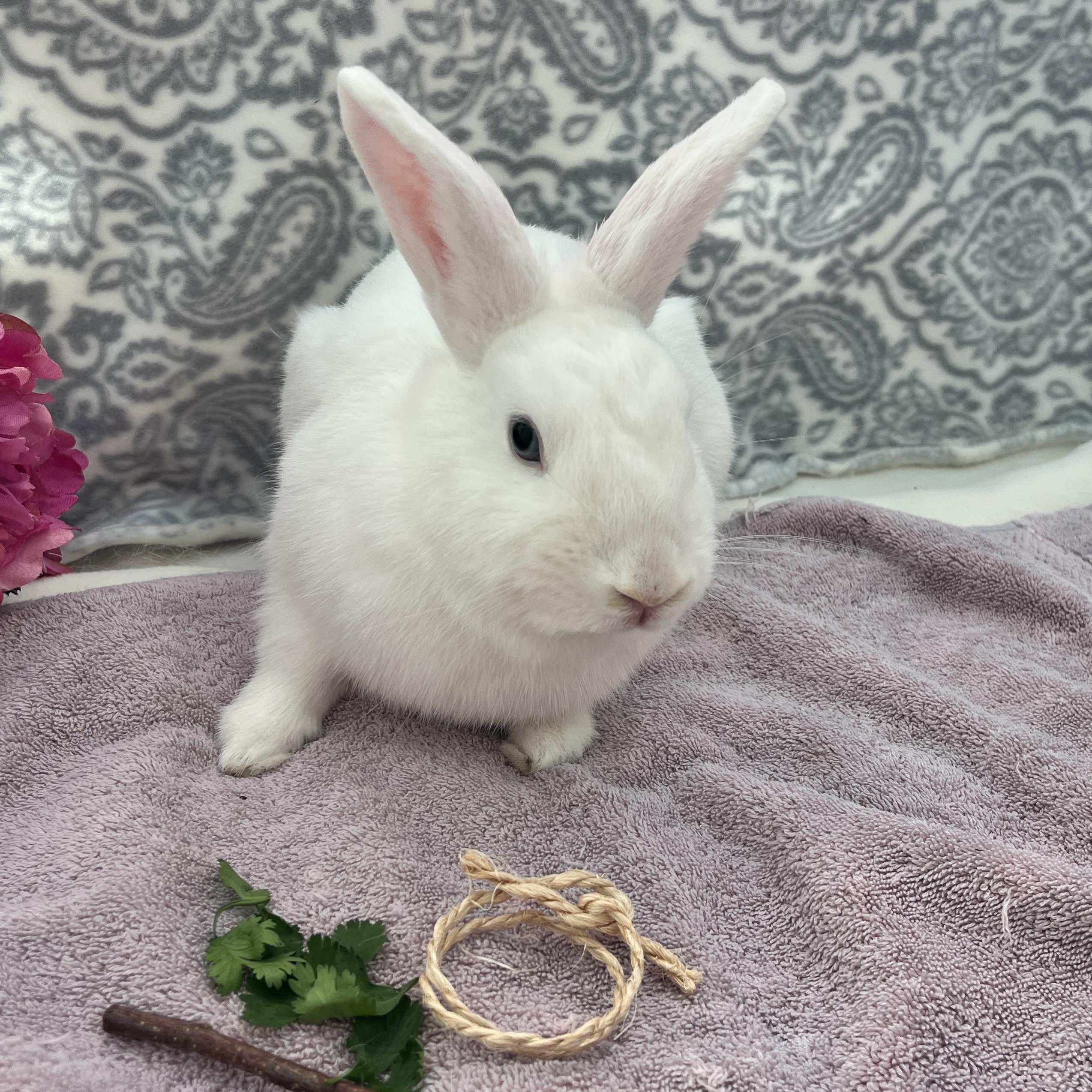 Enlarge Softy, a ADOPTABLE American in Oakland, CA image 2/5