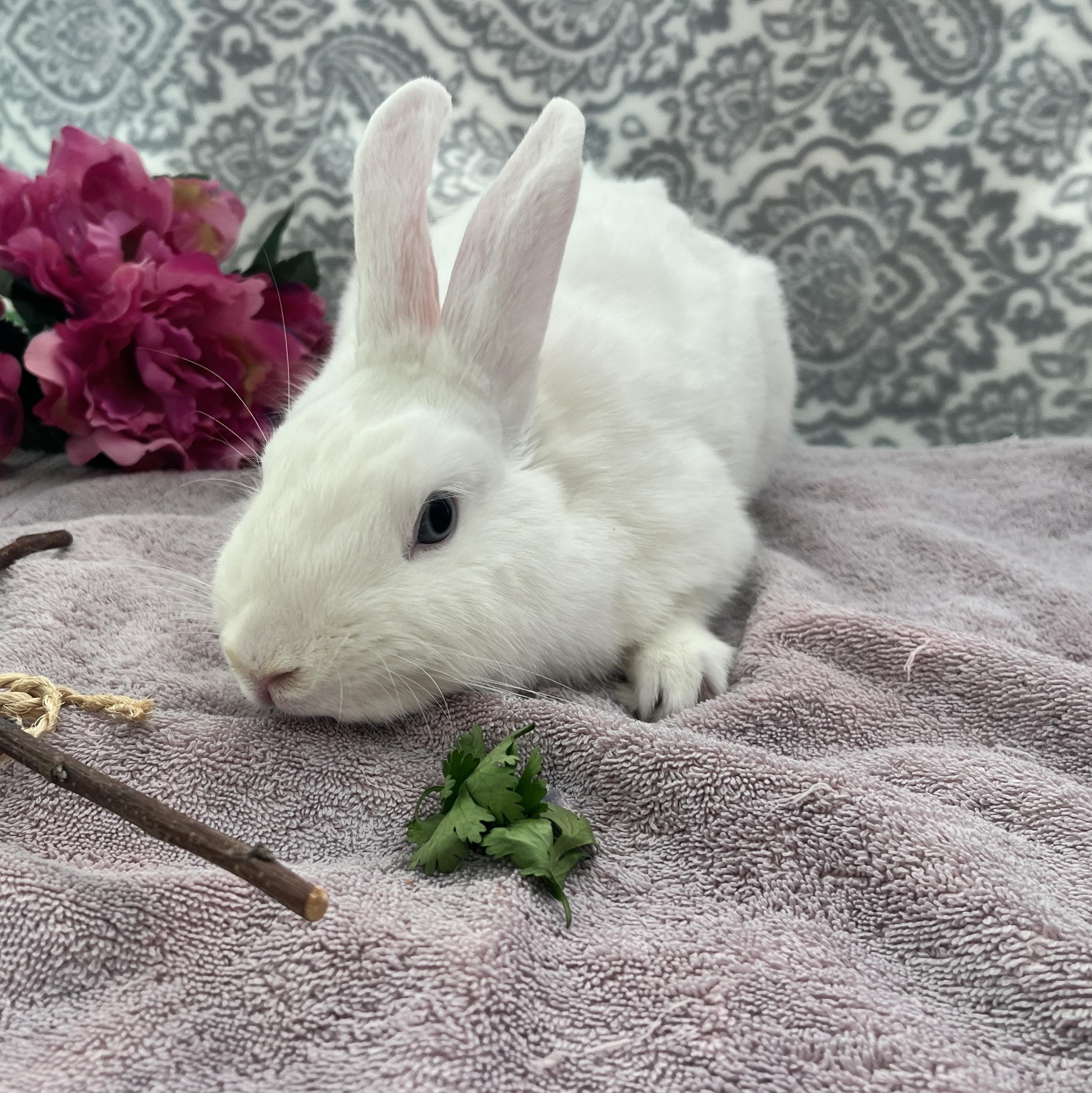 Enlarge Softy, a ADOPTABLE American in Oakland, CA image 4/5