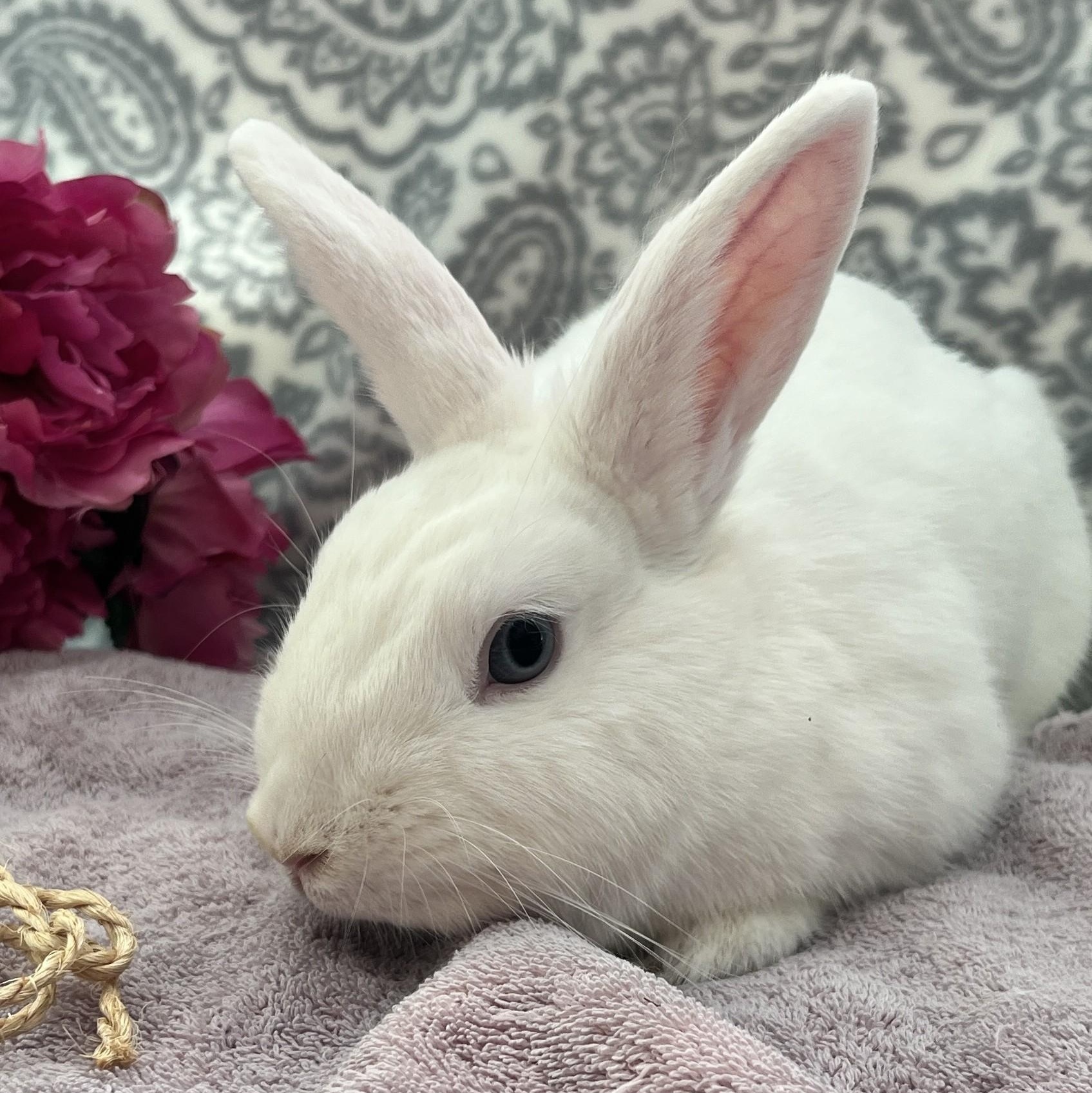 Enlarge Softy, a ADOPTABLE American in Oakland, CA image 1/5