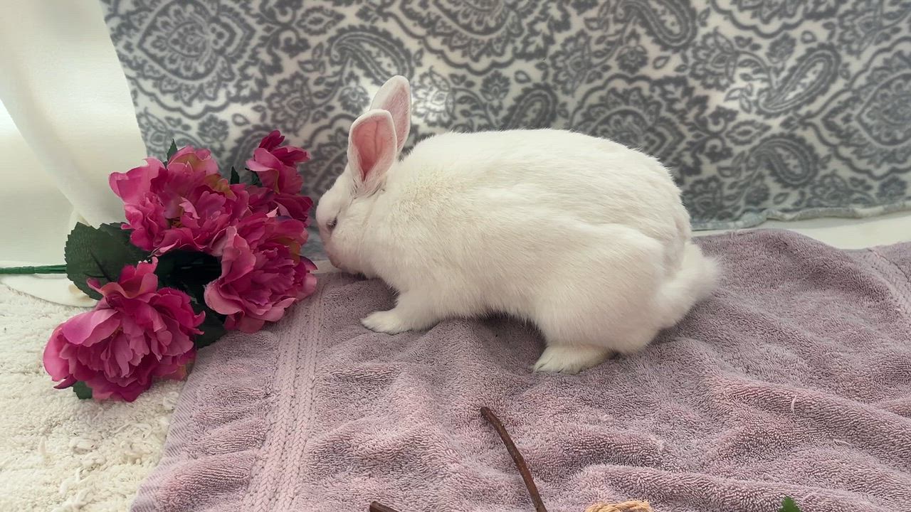 Enlarge Softy, a ADOPTABLE American in Oakland, CA video 5/5