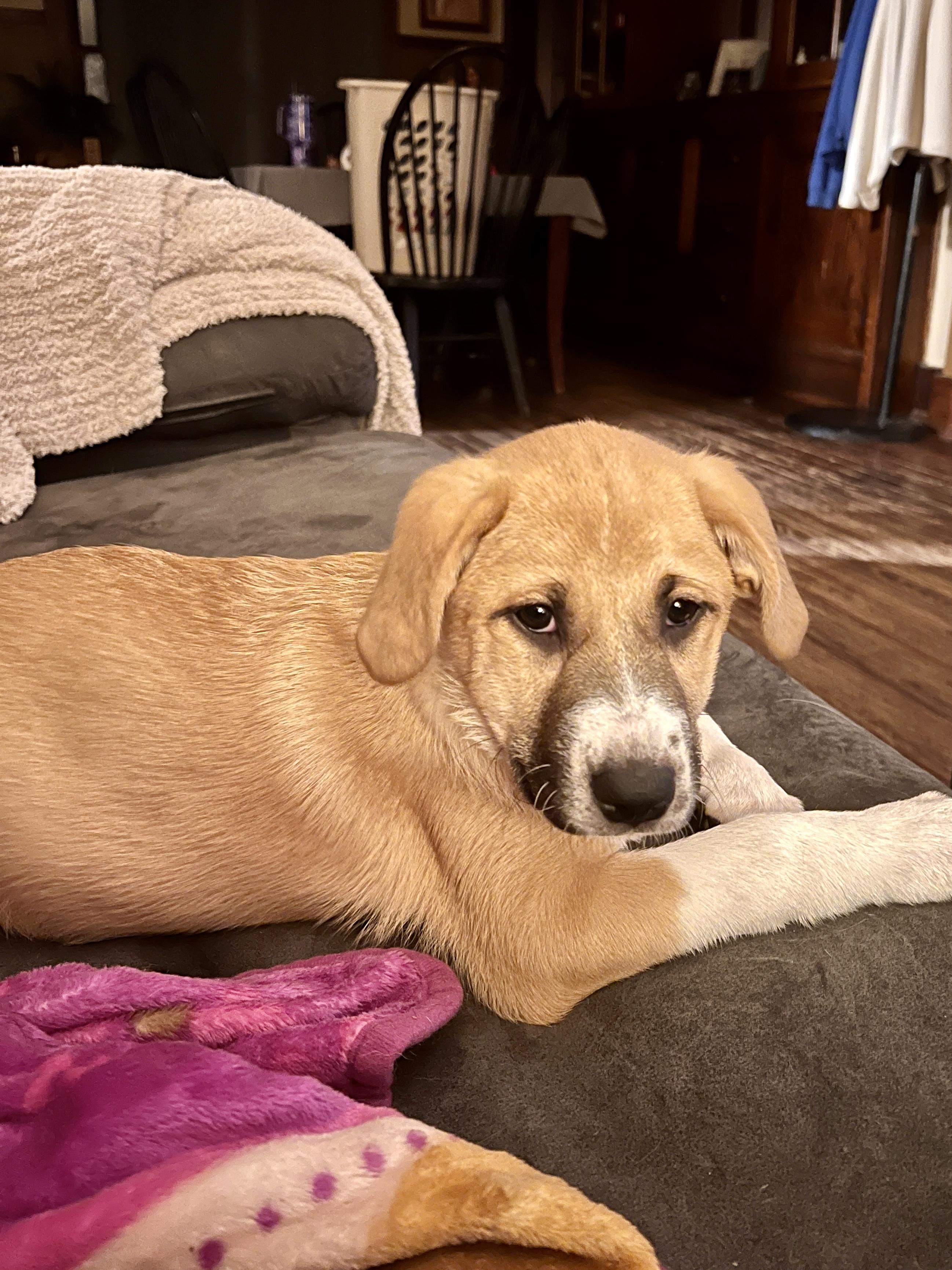 Enlarge Suki, a Adopted mixed breed in Sioux City, IA image 3/6