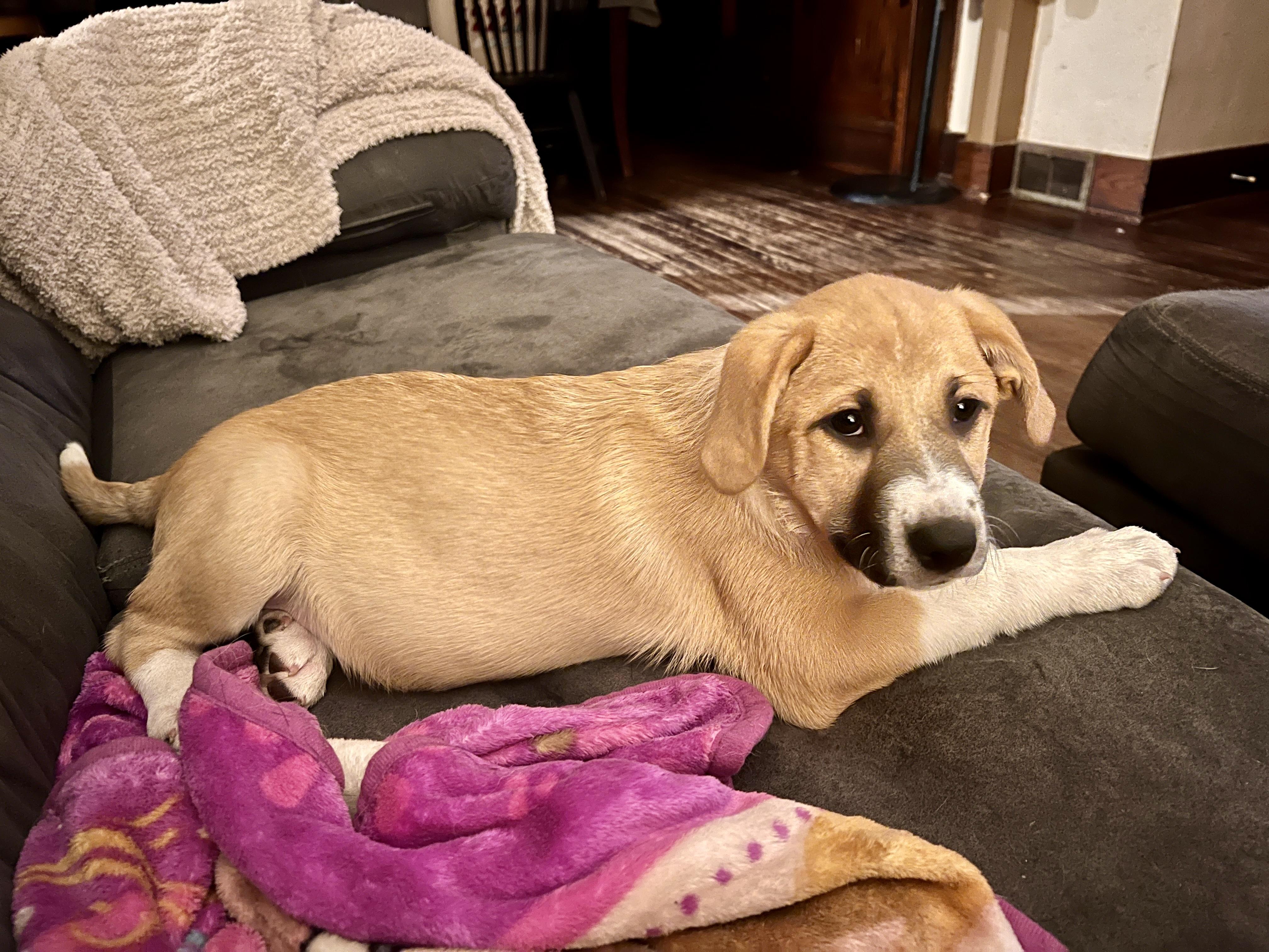 Enlarge Suki, a Adopted mixed breed in Sioux City, IA image 6/6