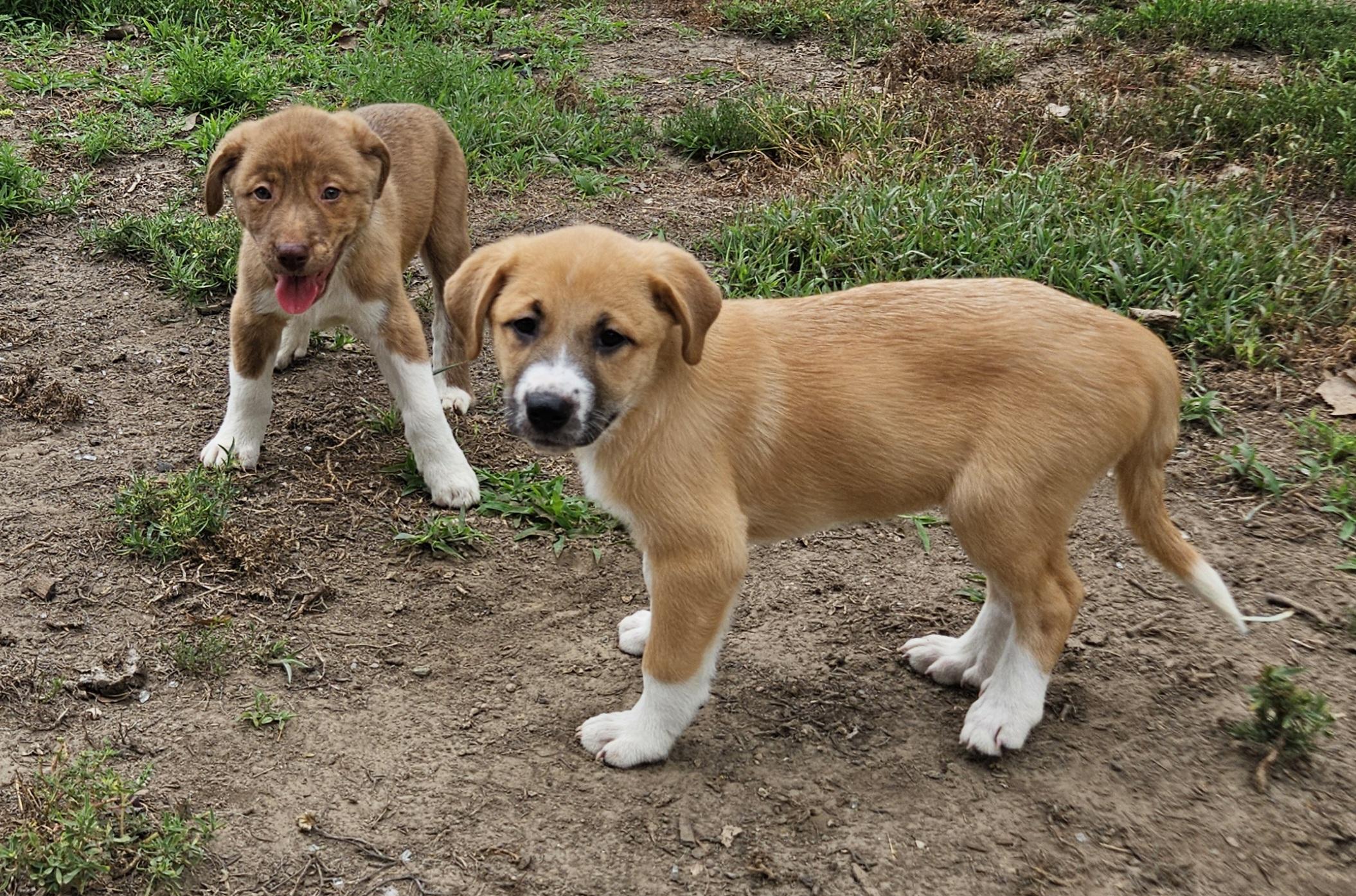 Enlarge Suki, a Adopted mixed breed in Sioux City, IA image 5/6