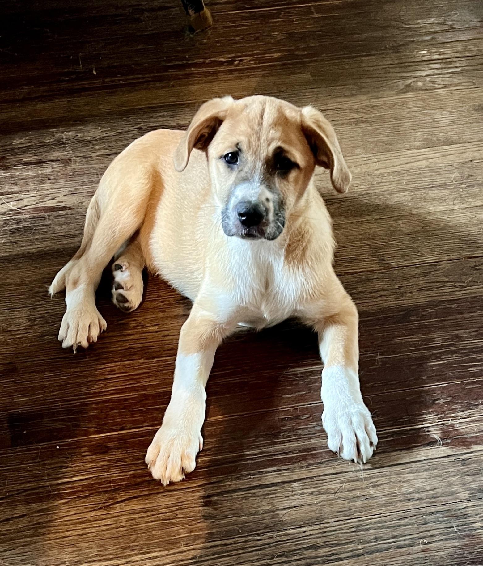 Suki, Adopted, Puppy Female Great Pyrenees & Australian Cattle Dog / Blue Heeler.