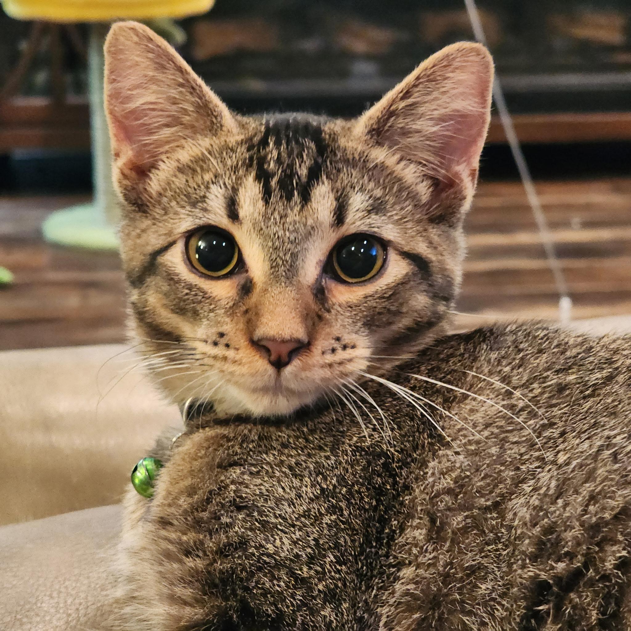 Enlarge Life, a Adoptable Tabby in Pasco, WA image 4/4