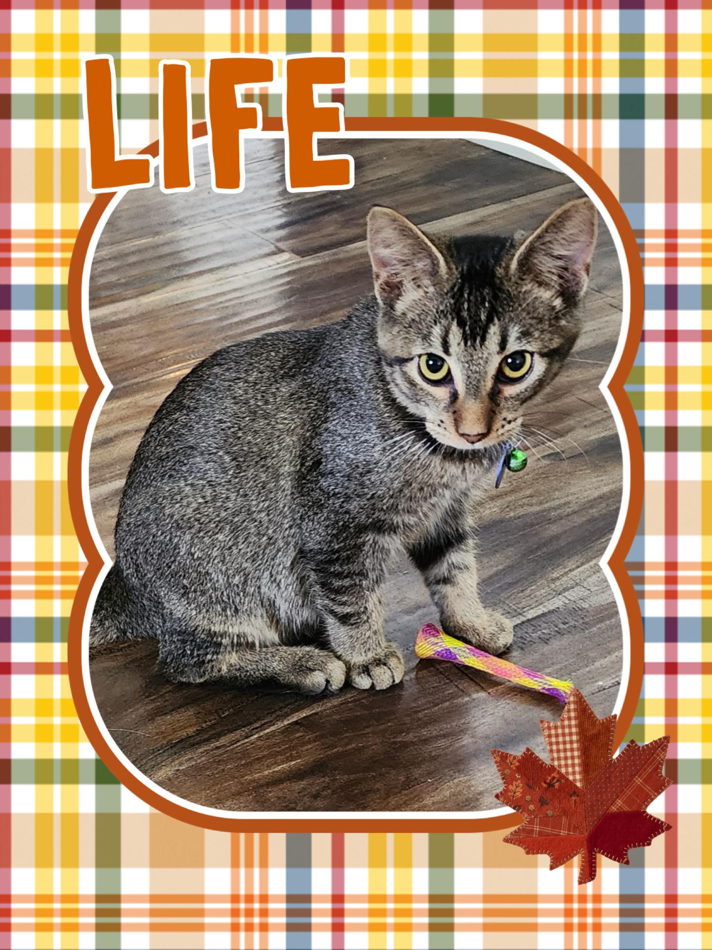 Life, Adoptable, Kitten Male Tabby.