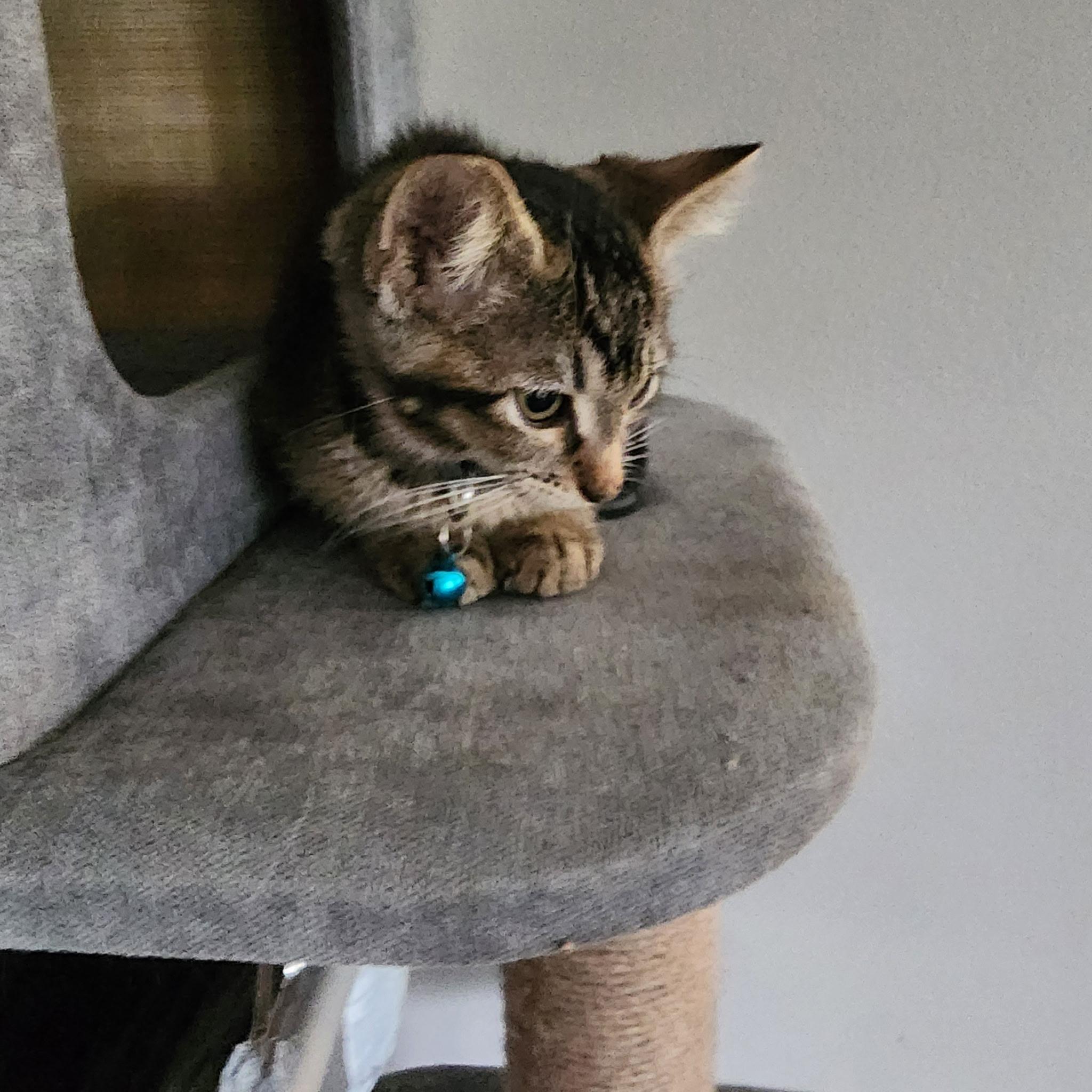 Life, a ADOPTABLE Tabby in Pasco, WA image 3/6