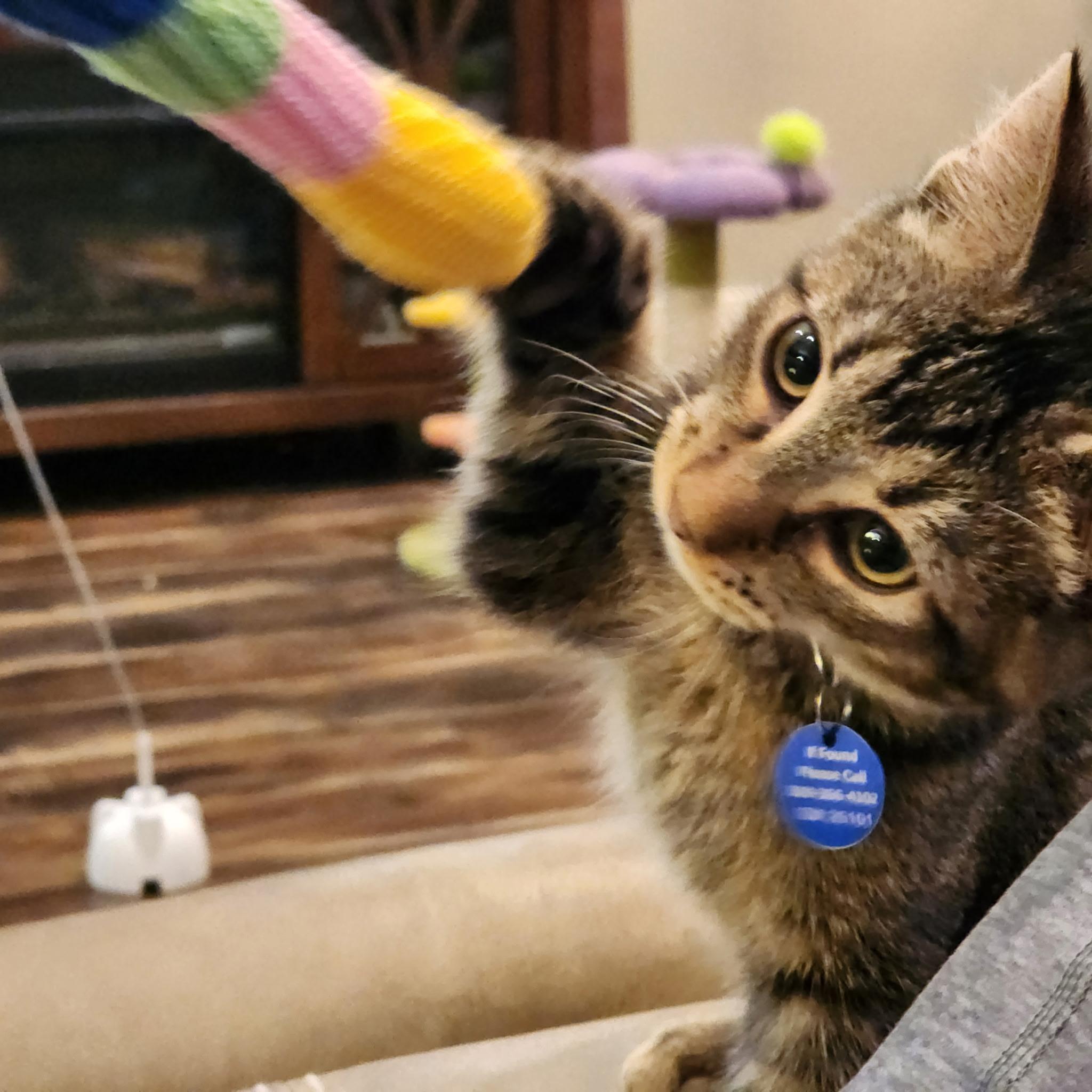 Enlarge Life, a Adoptable Tabby in Pasco, WA image 3/4