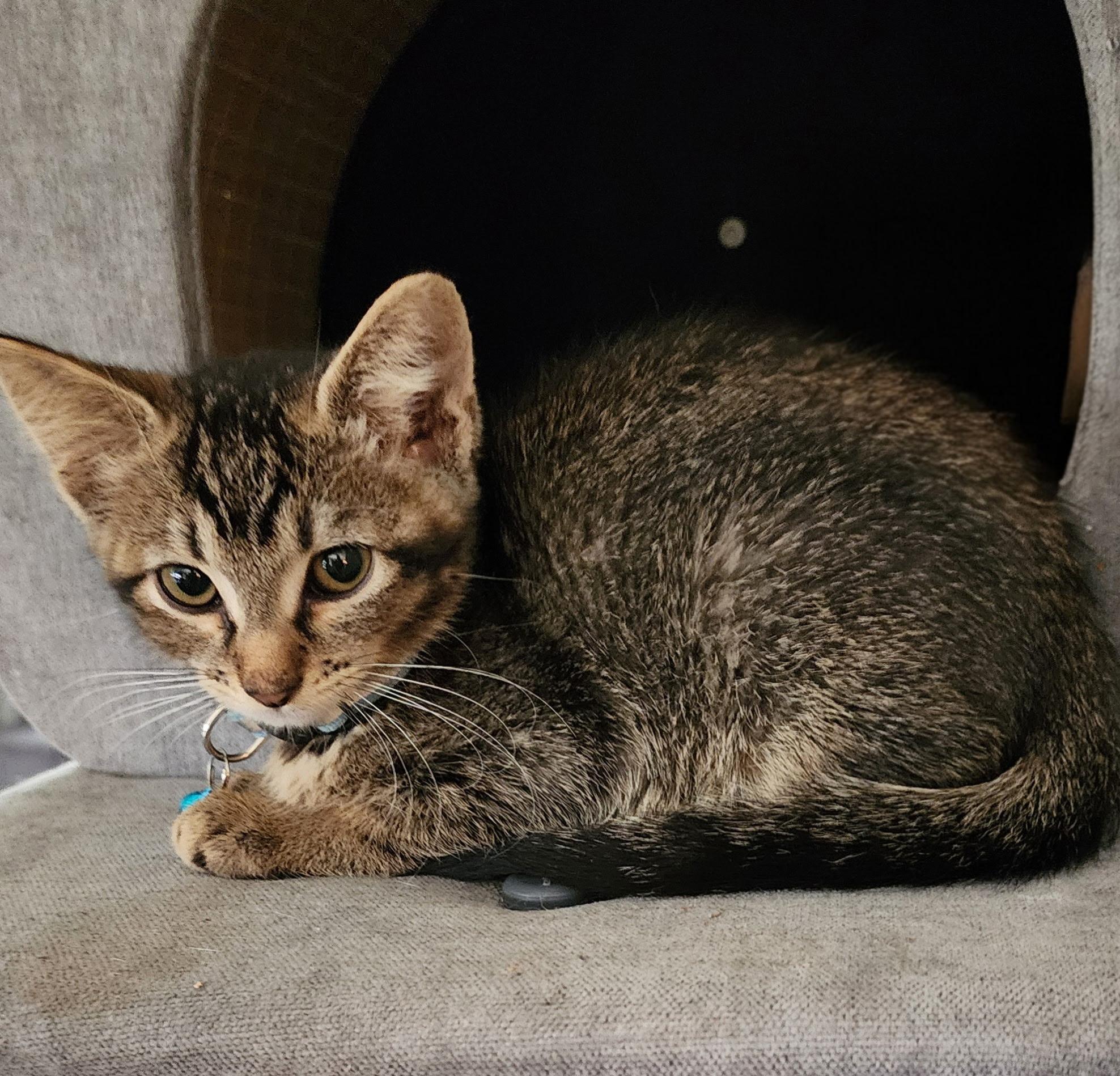 Life, a ADOPTABLE Tabby in Pasco, WA image 6/6