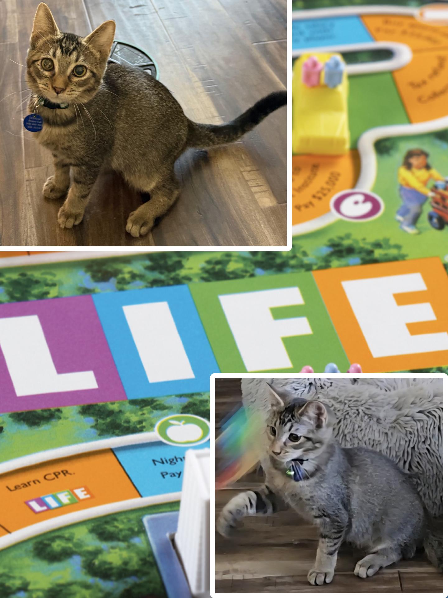 Enlarge Life, a ADOPTABLE Tabby in Pasco, WA image 1/4