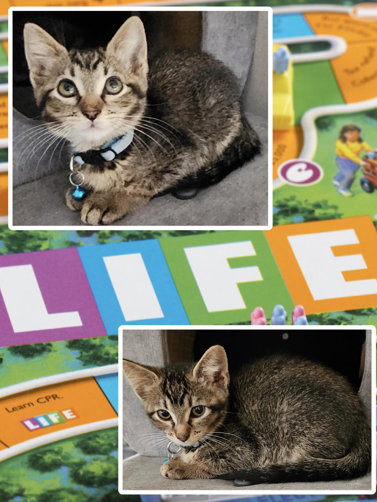 Life, ADOPTABLE, Kitten Male Tabby.