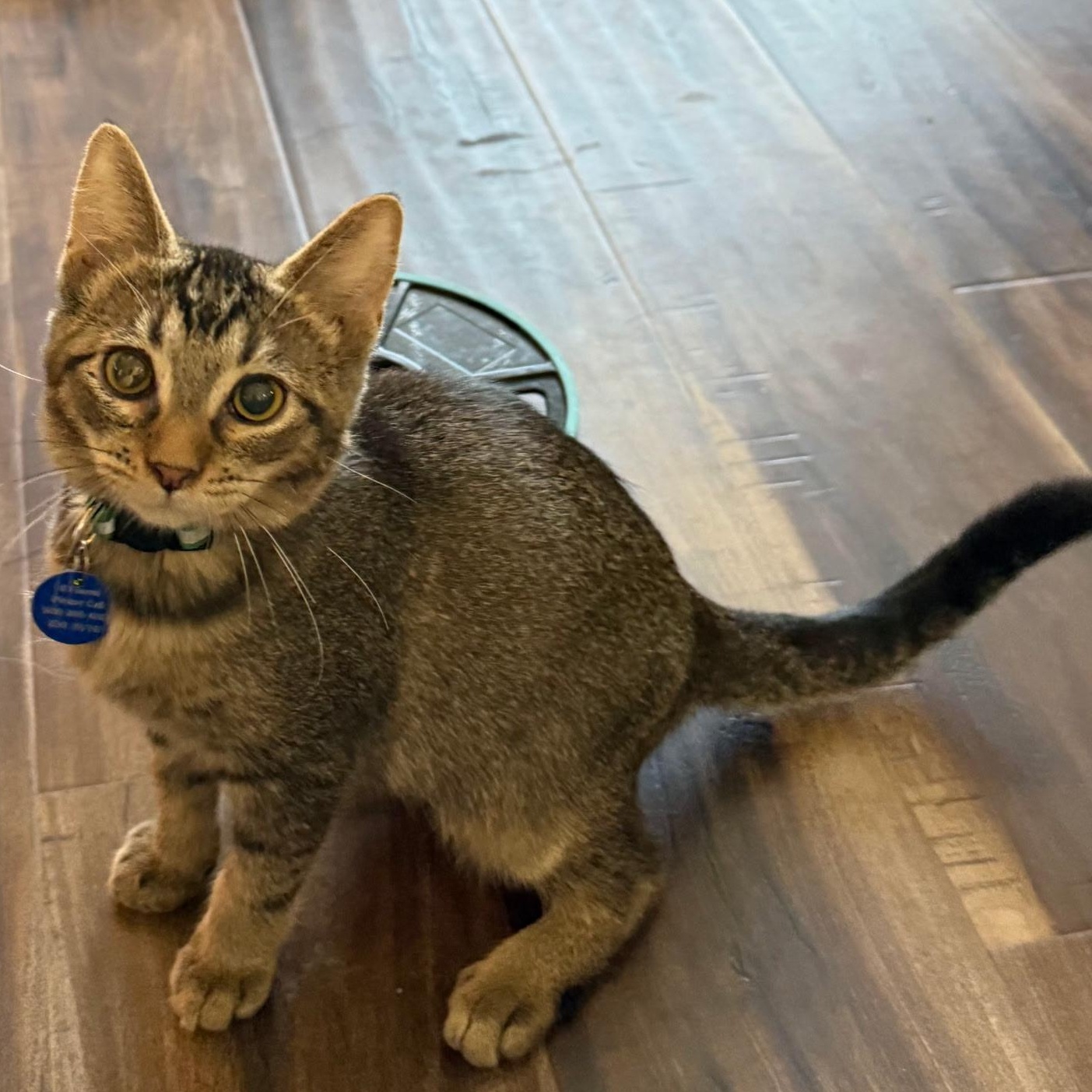 Enlarge Life, a ADOPTABLE Tabby in Pasco, WA image 4/4