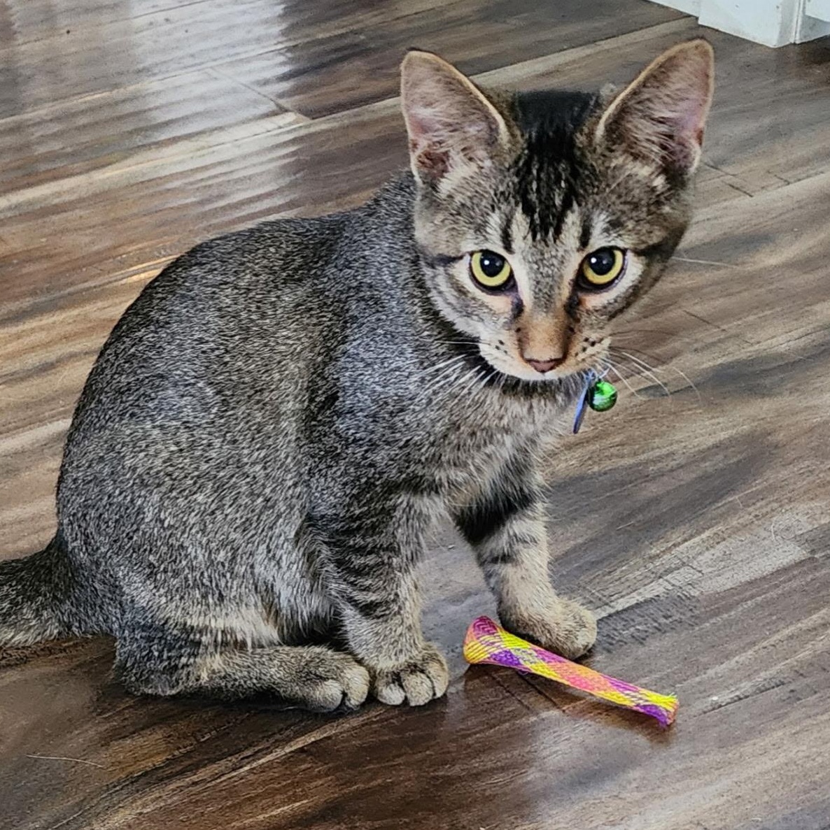 Enlarge Life, a Adoptable Tabby in Pasco, WA image 2/4