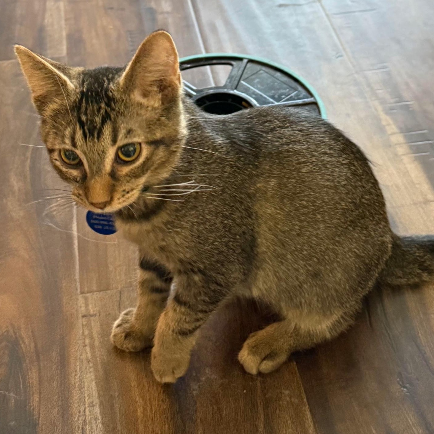 Enlarge Life, a ADOPTABLE Tabby in Pasco, WA image 3/4