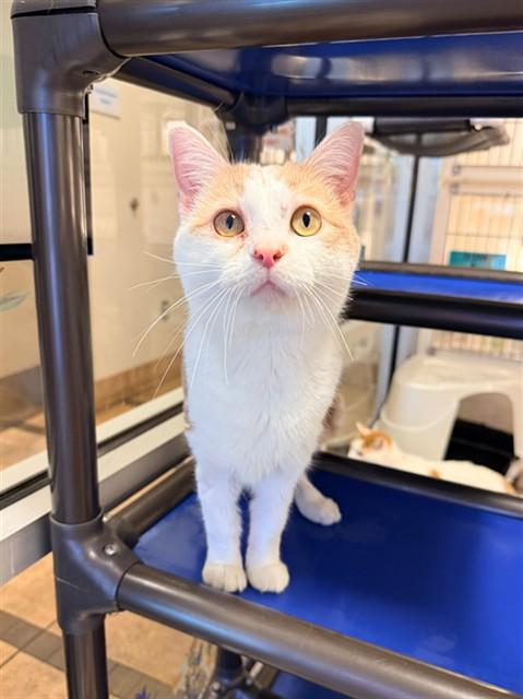 Enlarge NIKKI SIXX, a Adoptable Domestic Short Hair in Statesville, NC image 1/1