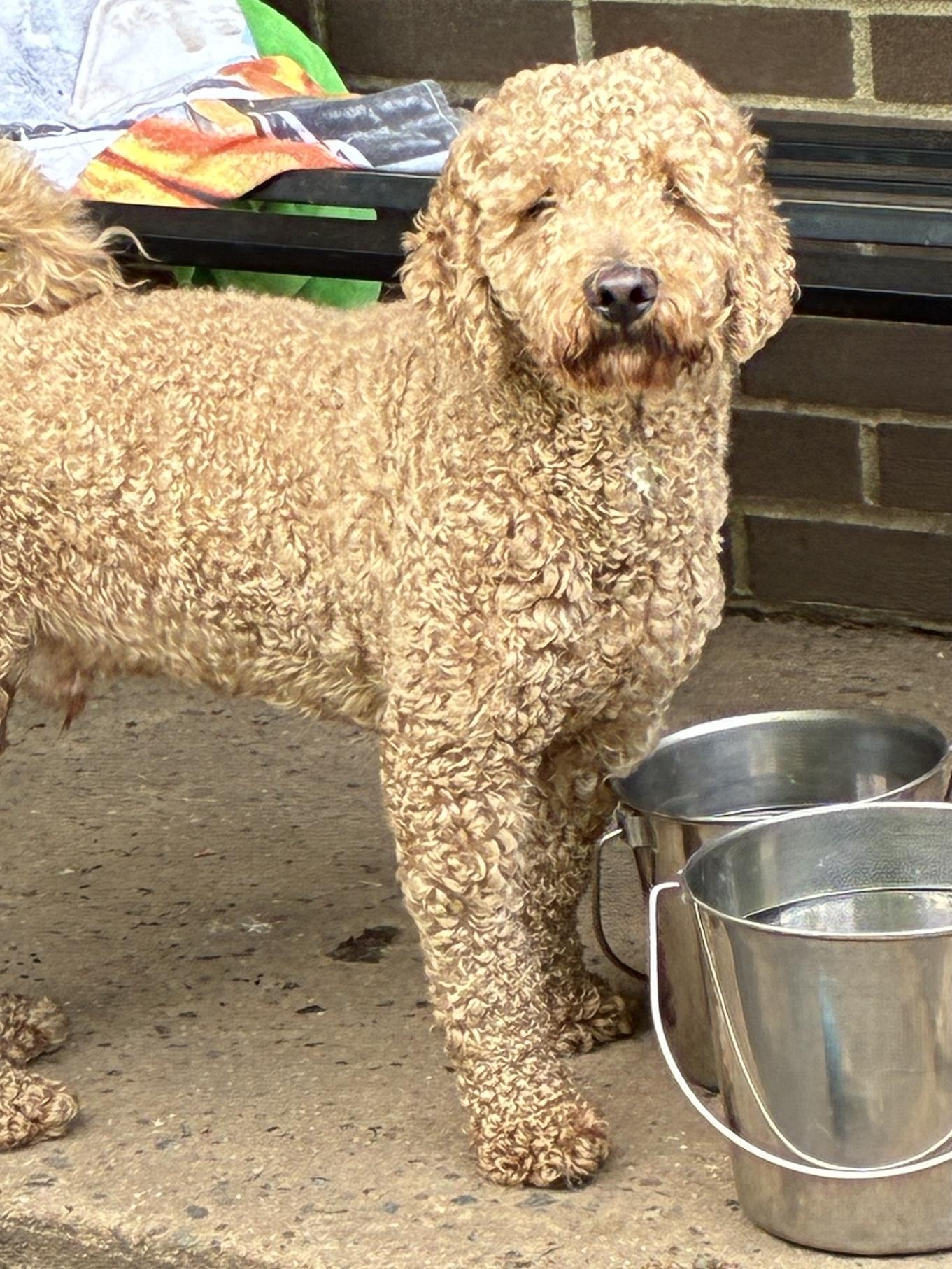 Bailey, Young Male Miniature Poodle