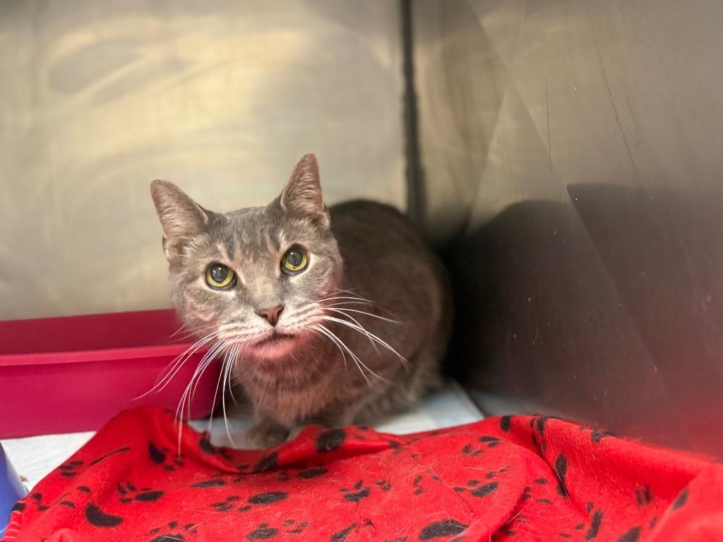 Dexter, Adoptable, Senior Male Domestic Short Hair.