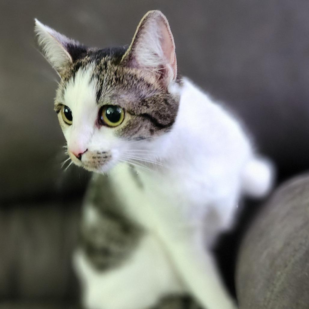 Jazzy, Adoptable, Young Female Domestic Short Hair.
