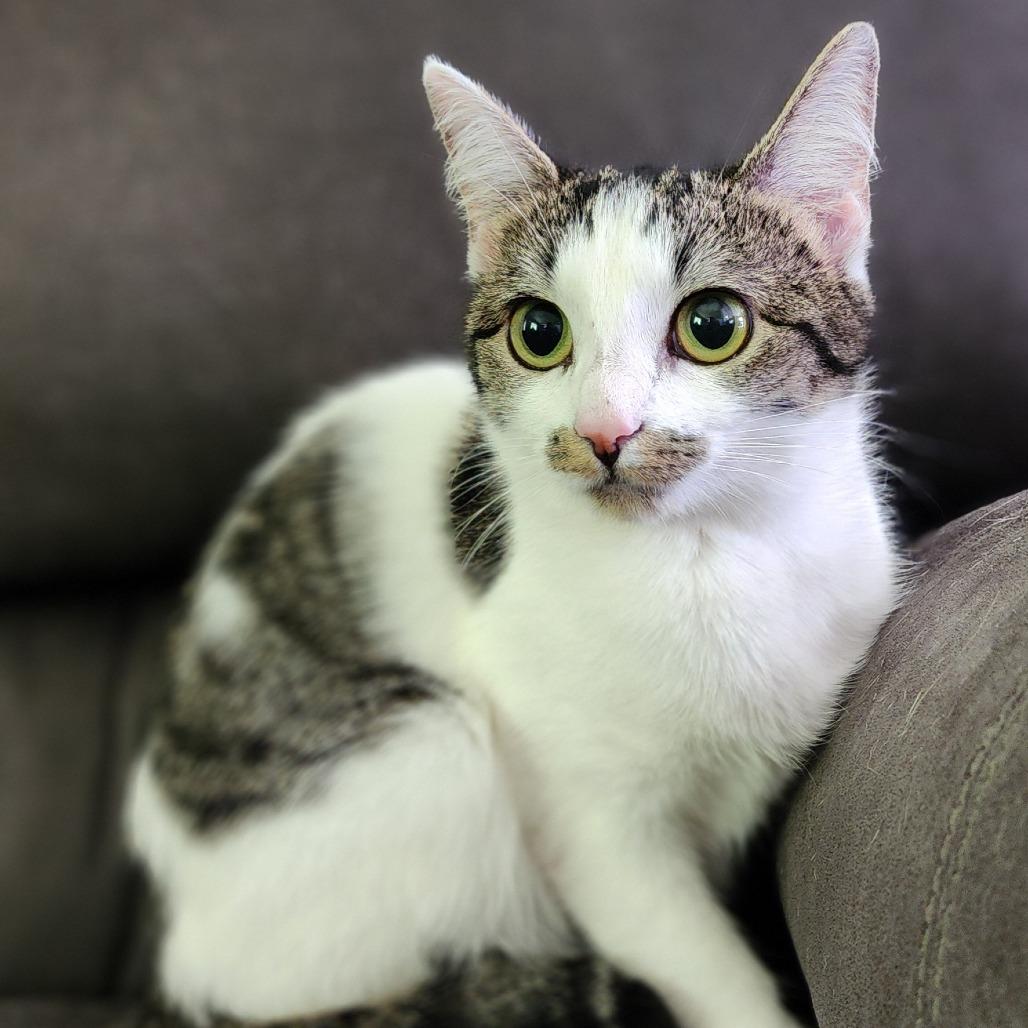 Enlarge Jazzy, a Adoptable Domestic Short Hair in Centerville, TN image 2/2
