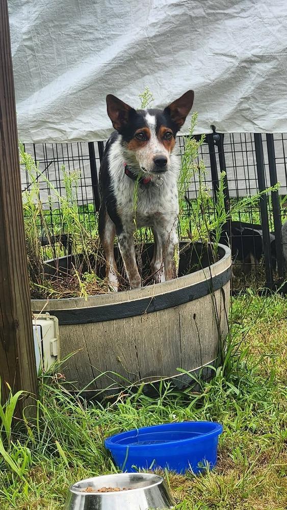Galaxy, Adoptable, Young Female Australian Cattle Dog / Blue Heeler.