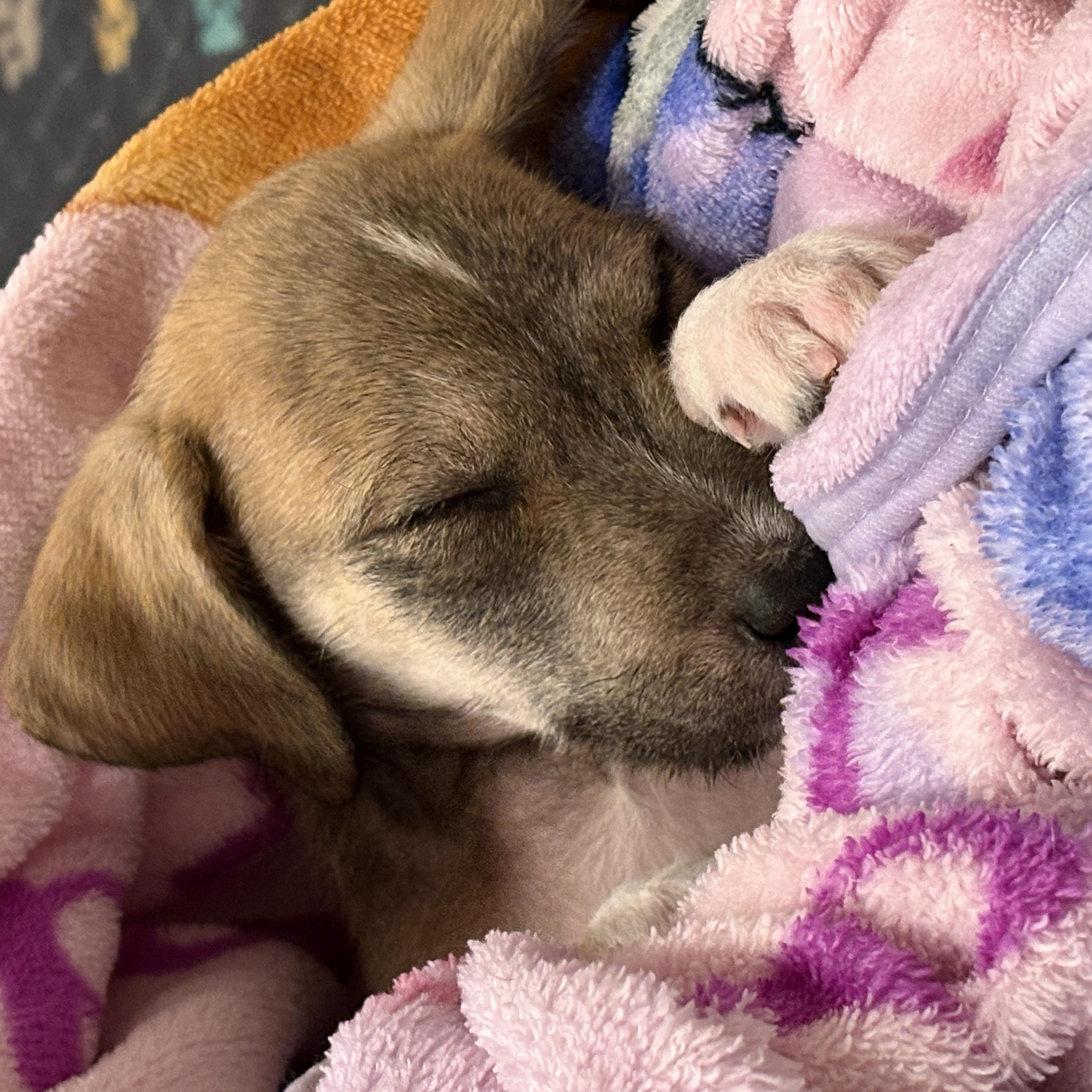 Enlarge Nina, a Adoptable mixed breed in Union Grove, WI image 3/4