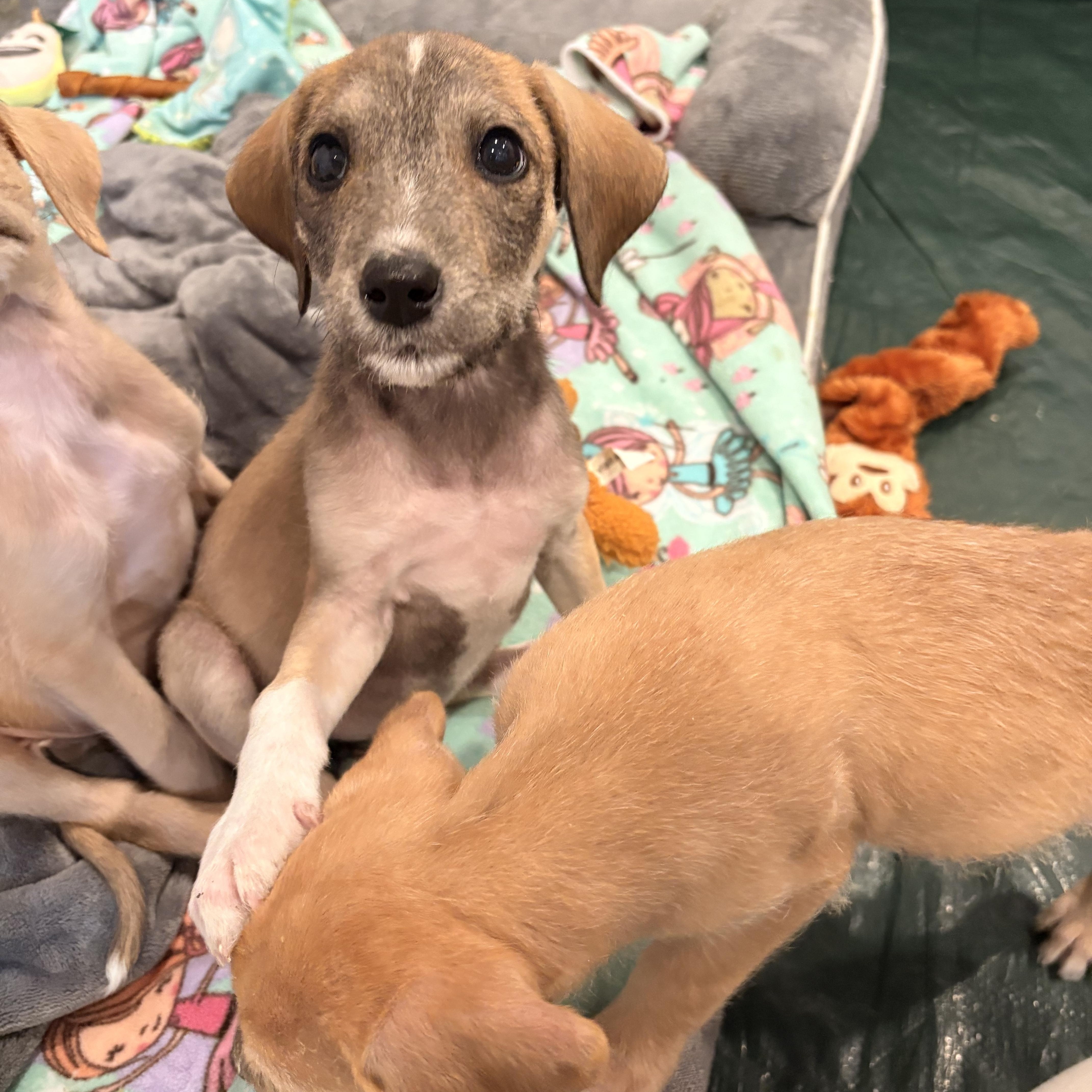 Nina, Adoptable, Puppy Female Labradoodle.