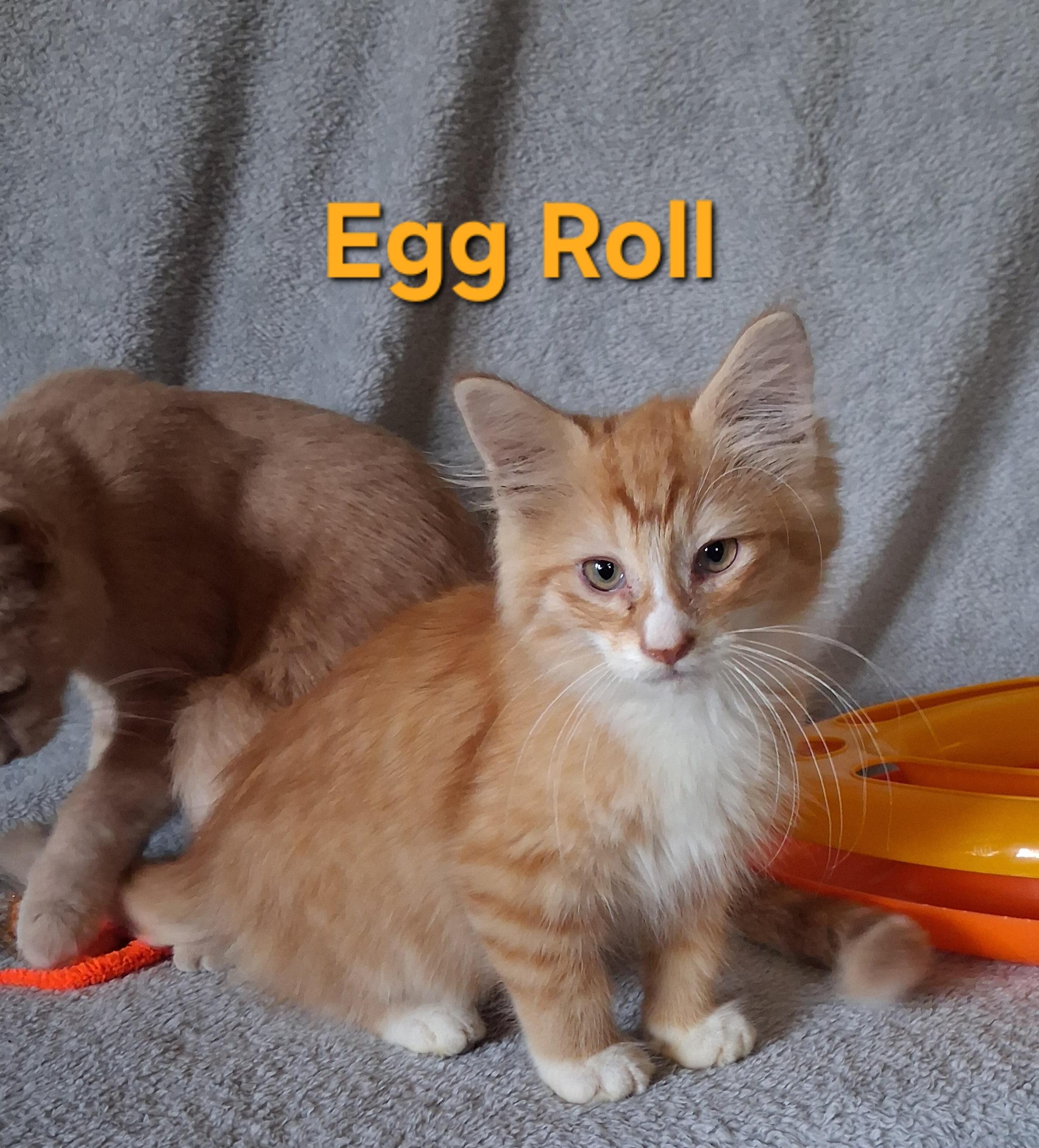 Egg Roll, Adoptable, Kitten Male Domestic Long Hair.