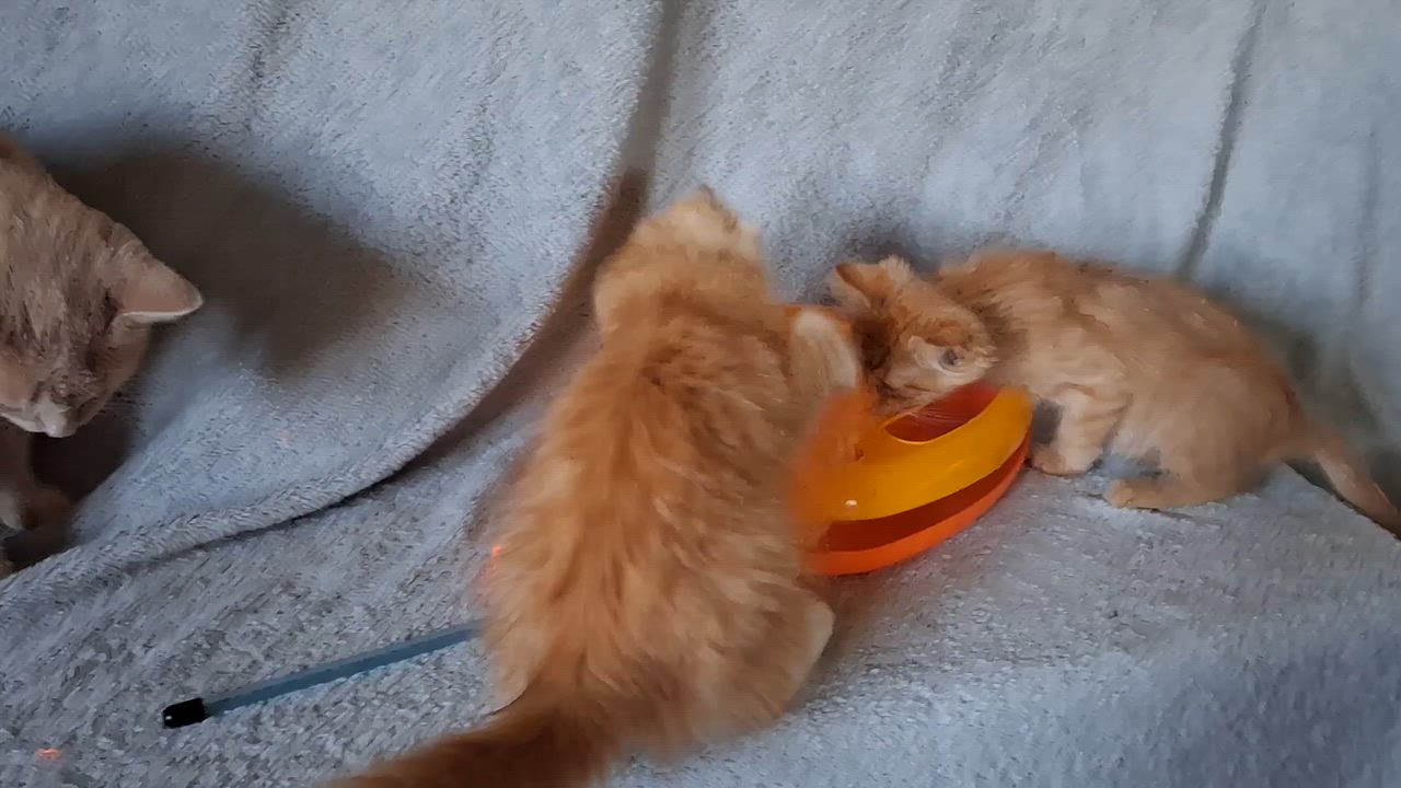 Enlarge Egg Roll, a Adoptable Domestic Long Hair in Peoria, IL video 2/2