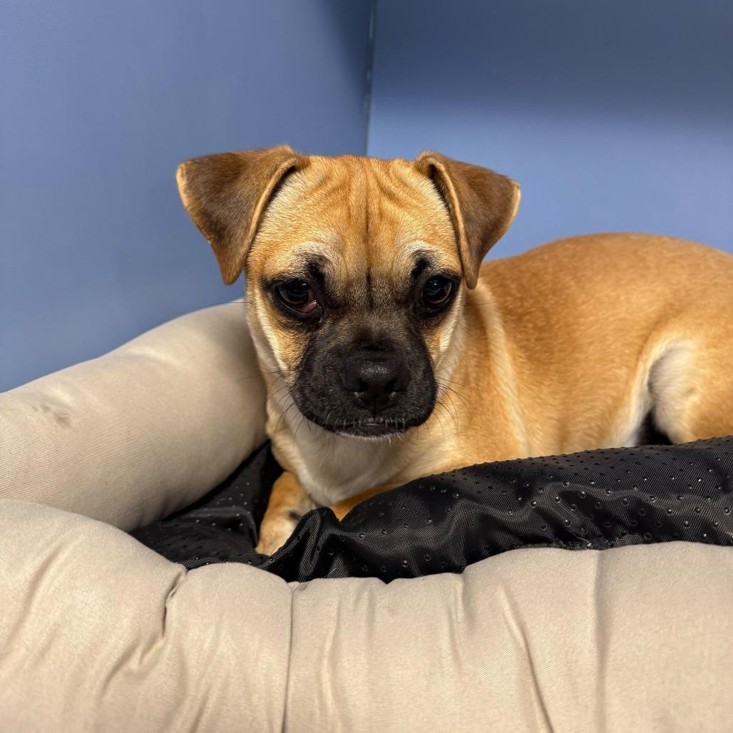 Puddy, Adoptable, Young Male Pug.