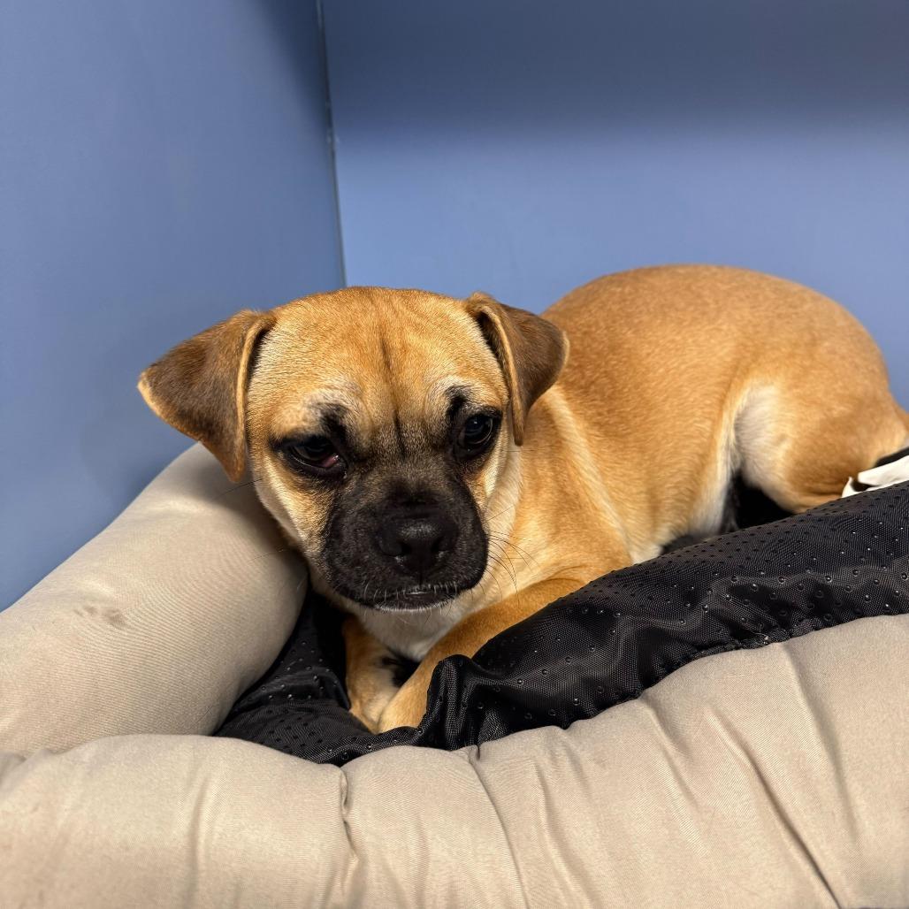 Enlarge Puddy, a Adoptable Pug in Brooklyn, NY image 2/4