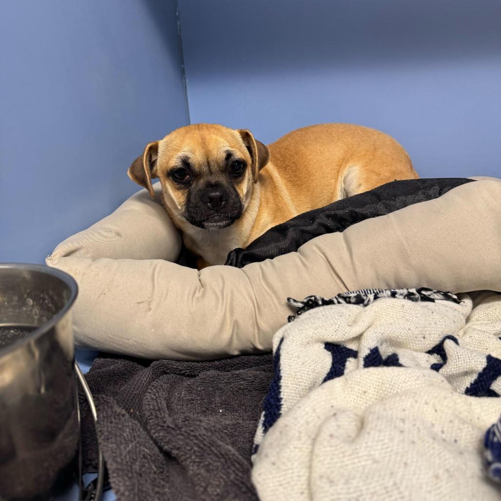 Enlarge Puddy, a Adoptable Pug in Brooklyn, NY image 3/4