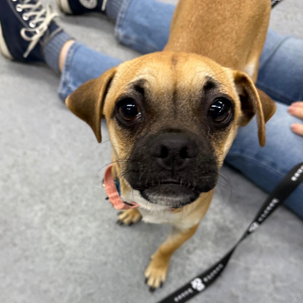 Enlarge Puddy, a Adoptable Pug in Brooklyn, NY image 4/4