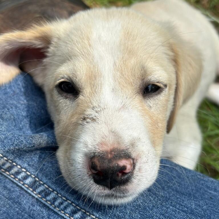 Colonel, Adoptable, Puppy Male Labrador Retriever & Mixed Breed.
