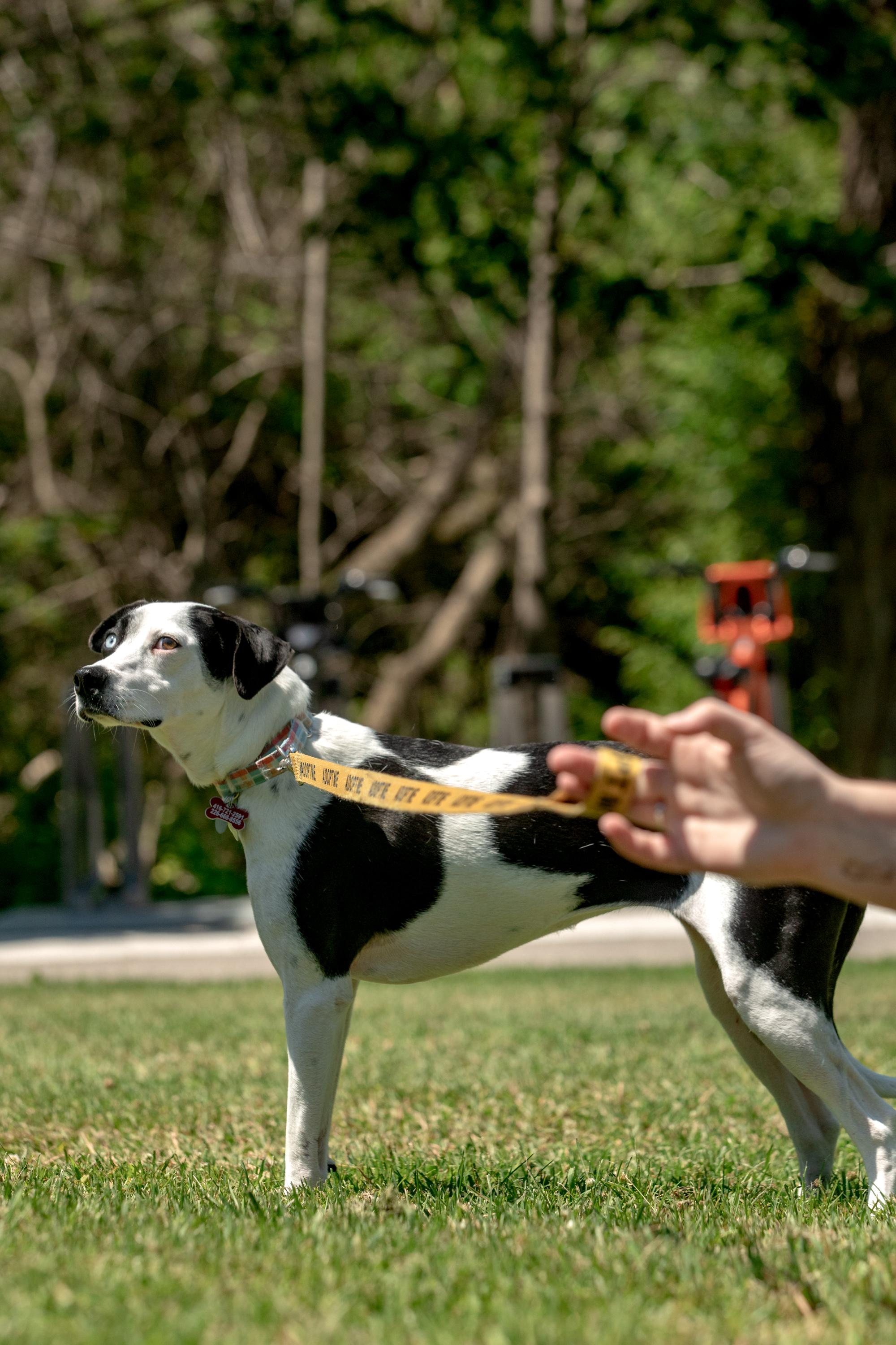 Annie, a ADOPTABLE mixed breed in Mississauga, ON image 5/6