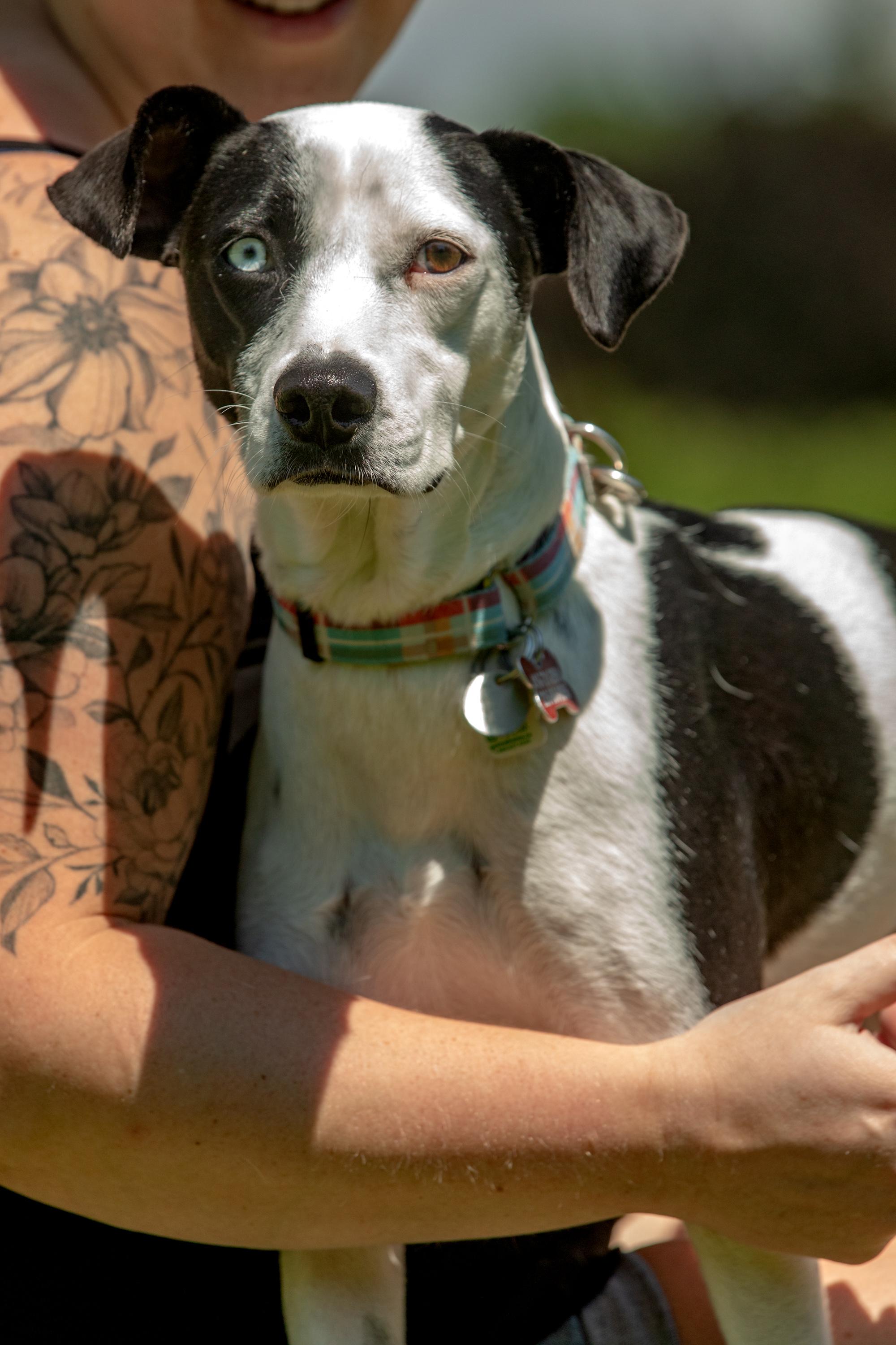 Annie, a ADOPTABLE mixed breed in Mississauga, ON image 2/6