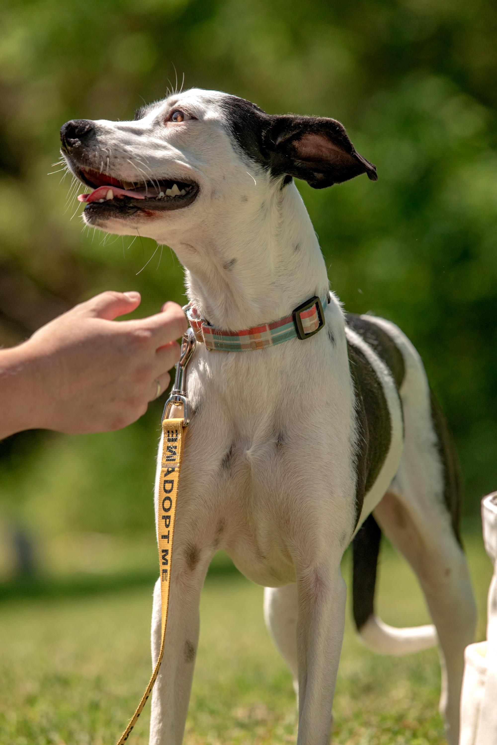 Annie, a ADOPTABLE mixed breed in Mississauga, ON image 4/6