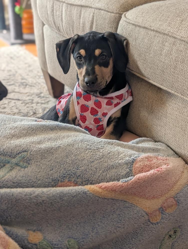 Enlarge Lana Lilac, a Adoptable mixed breed in Waunakee, WI image 1/3