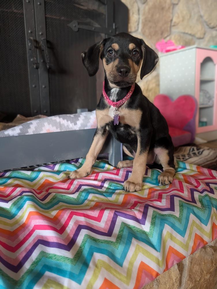 Enlarge Lana Lilac, a Adoptable mixed breed in Waunakee, WI image 2/3