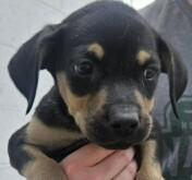 Enlarge Lana Lilac, a Adoptable mixed breed in Waunakee, WI image 3/3