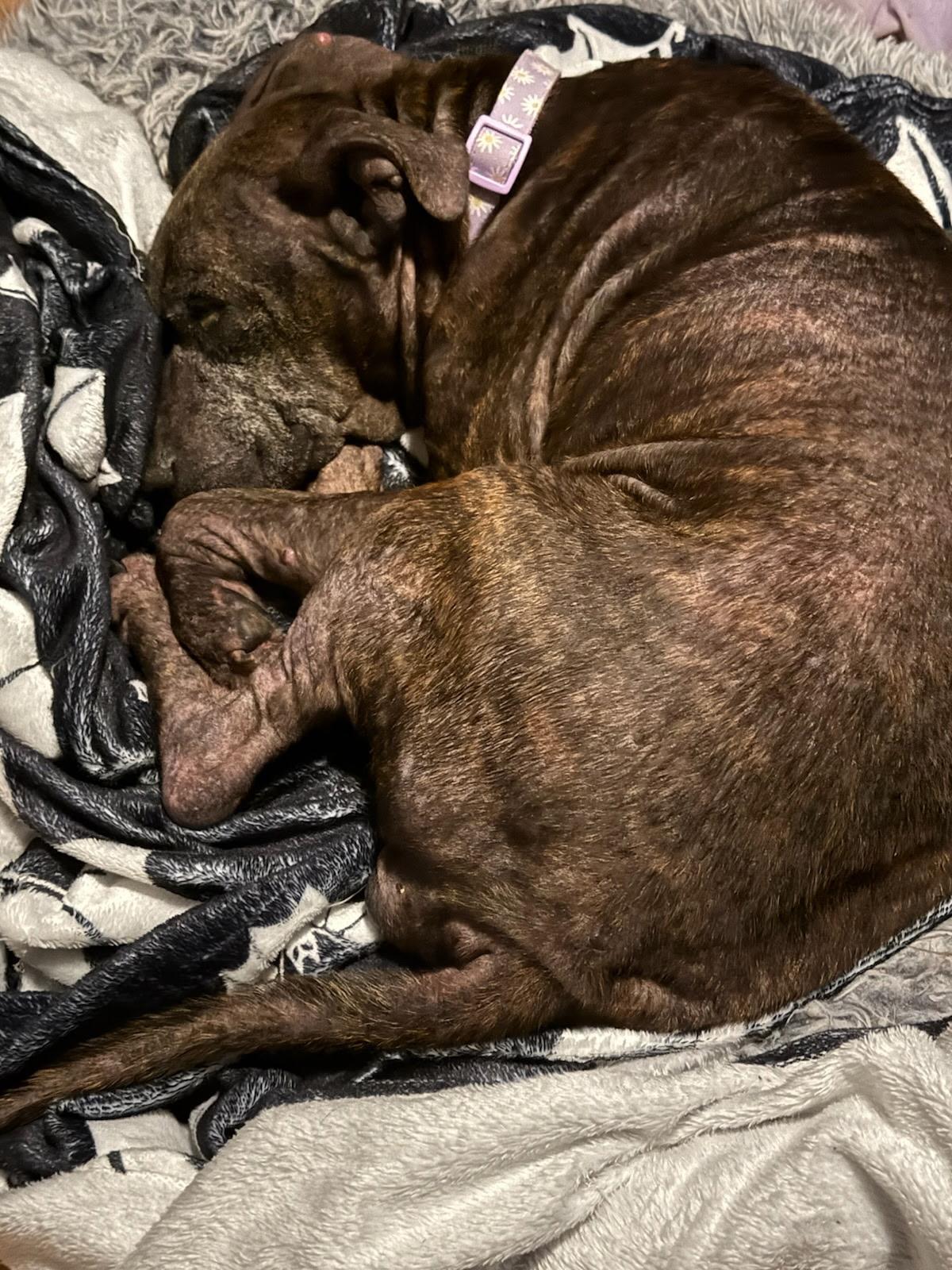 Lola M, Adoptable, Senior Female Pit Bull Terrier.