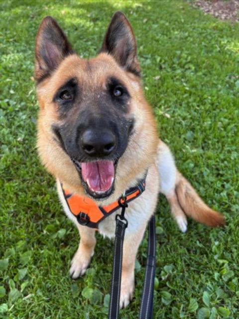 *CLEMENTINE, Adoptable, Adult Female German Shepherd Dog.