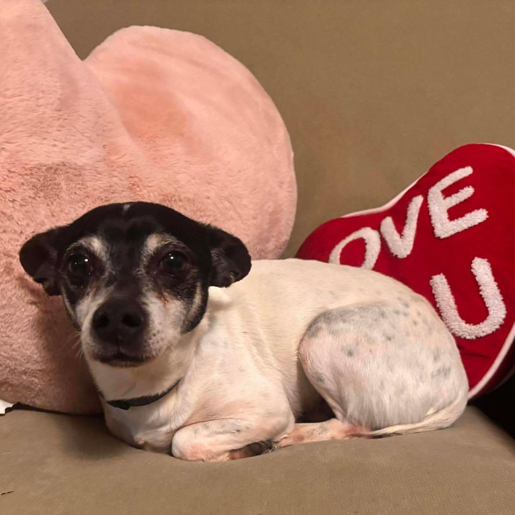 Chico, Adoptable, Adult Male Rat Terrier.