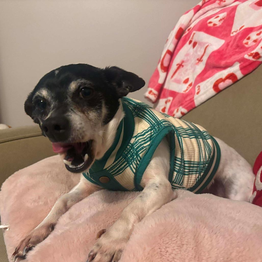 Enlarge Chico, a Adoptable Rat Terrier in Hattiesburg, MS image 2/5